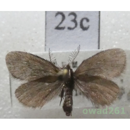 Epichnopterix plumella (Denis & Schiffermüller, 1775) Czech23c